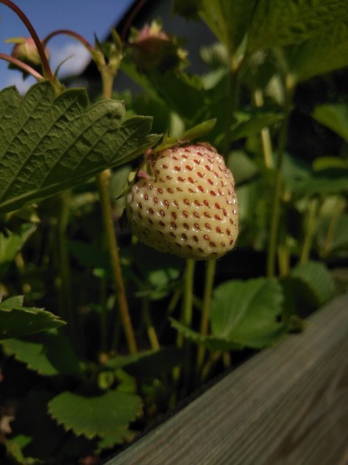 strawberries not yet ripe  leaf  nature