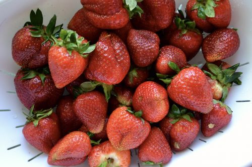 strawberry farm fresh