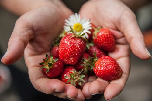 strawberry hands harvest