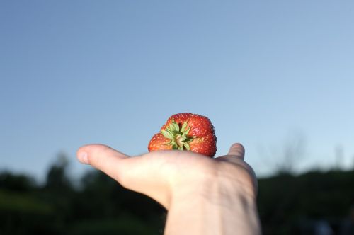 strawberry large eat
