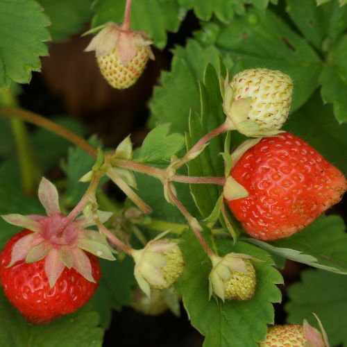 strawberry berry matures