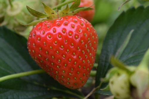 strawberry close red