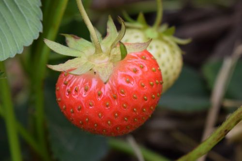 strawberry close fruits
