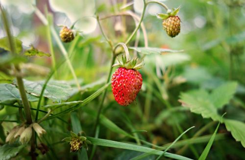 strawberry wild strawberry plant