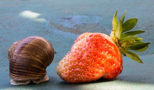 strawberry snail eat