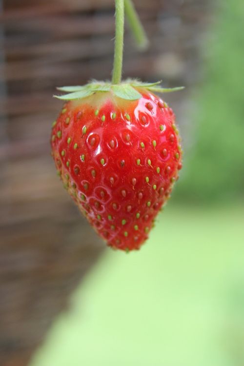 strawberry fruits red