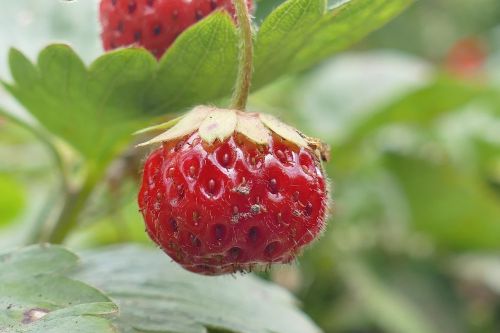 strawberry outdoor close