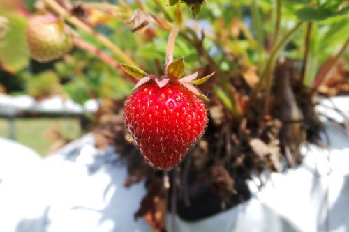 strawberry fruit juicy