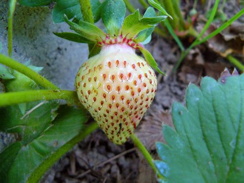 strawberry fruit close up