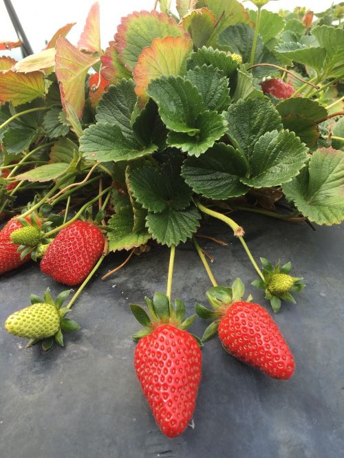 strawberry plant ripe