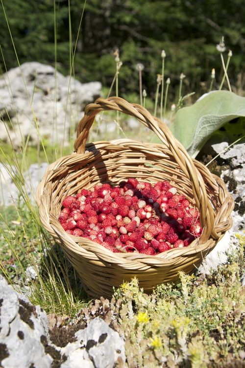 strawberry basket summer