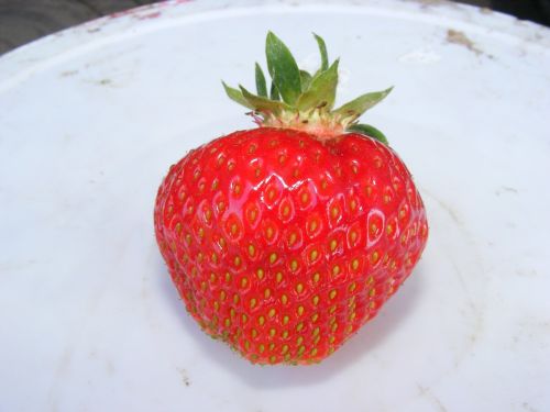 strawberry fruit a single piece of fruit