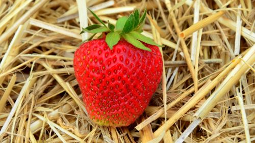 strawberry fruit summer