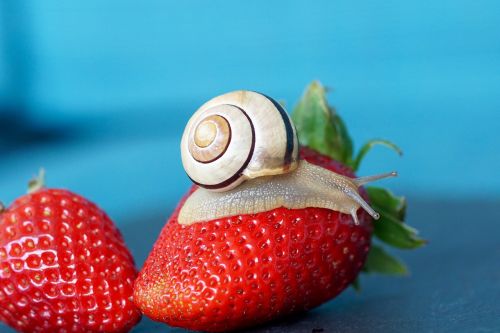 strawberry snail shell