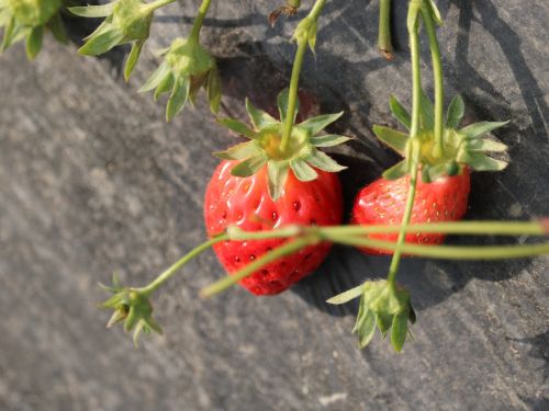 strawberry fruit green