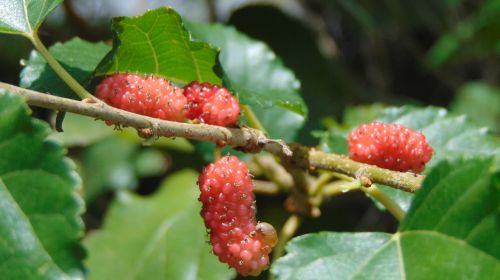 strawberry mulberry eat