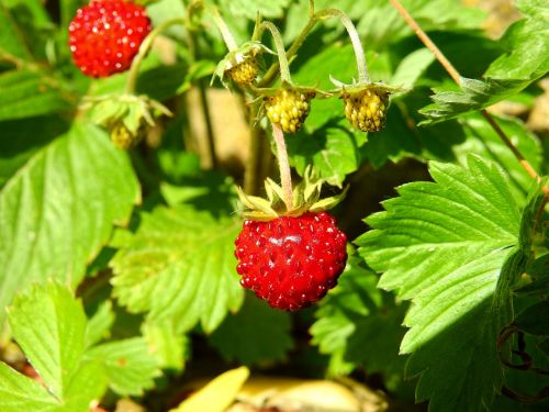 strawberry wild strawberry berry