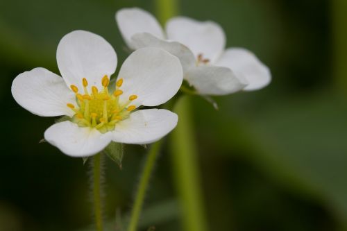 strawberry plant nature