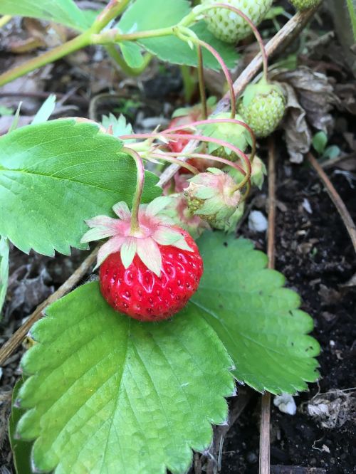 strawberry berry berries