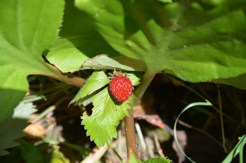 strawberry fruit nature