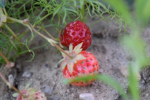strawberry red nature