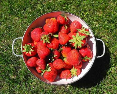 strawberry fruit bio