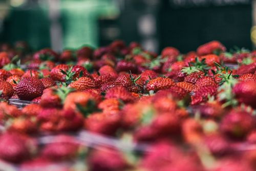 strawberry food crops