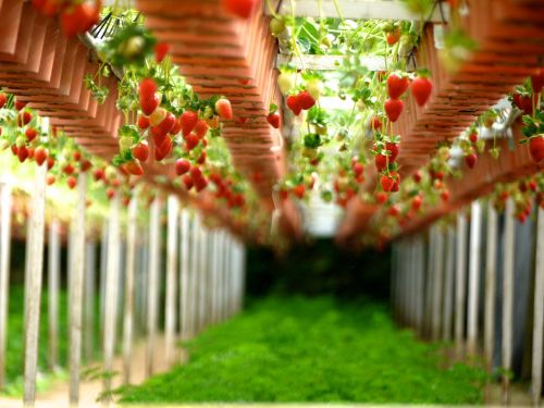 strawberry farms gardens