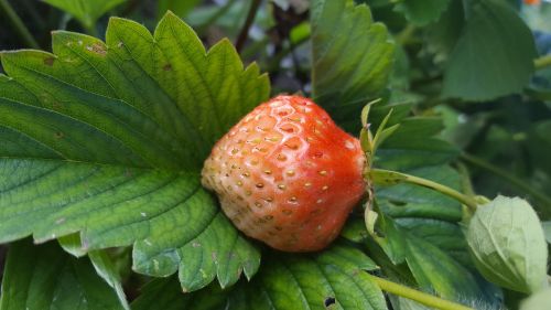 strawberry vegetable garden juicy strawberries