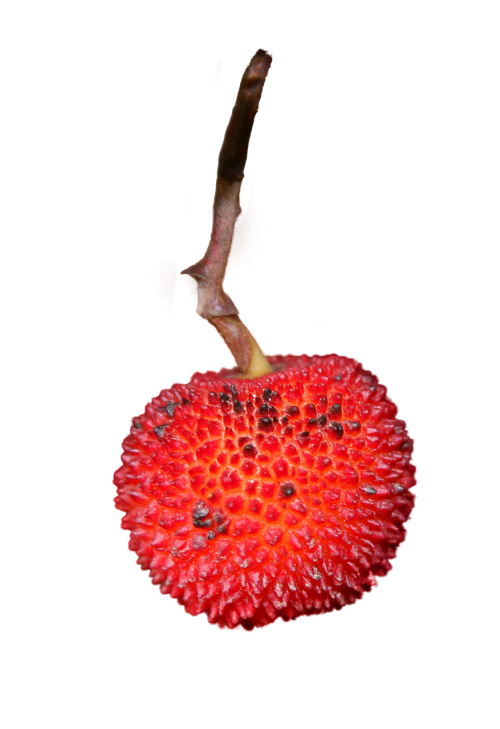 strawberry isolated fruit