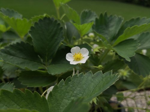 strawberry  flower  plant