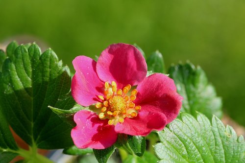 strawberry  flower  flowering