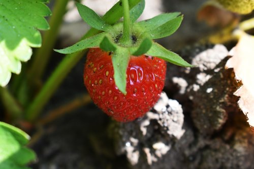 strawberry  garden  red strawberries