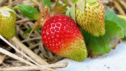 strawberry  plant  red