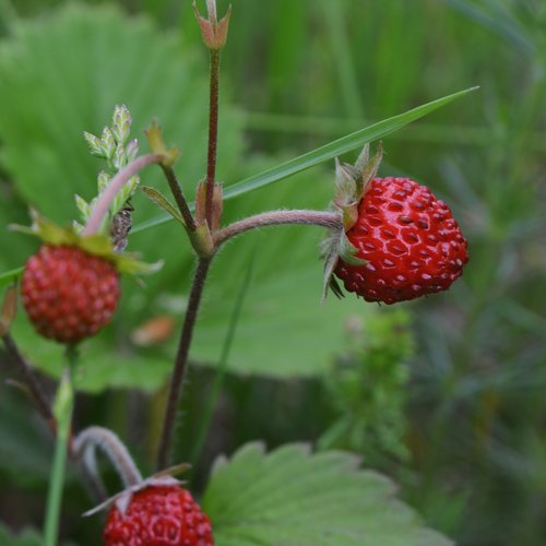 strawberry  berry  nature