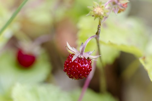strawberry  wild strawberry  berry