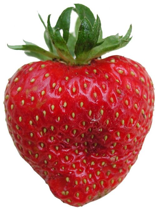 strawberry tasty frisch
