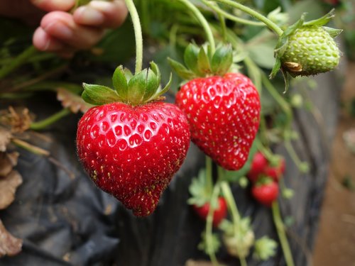 strawberry  strawberries  fruits