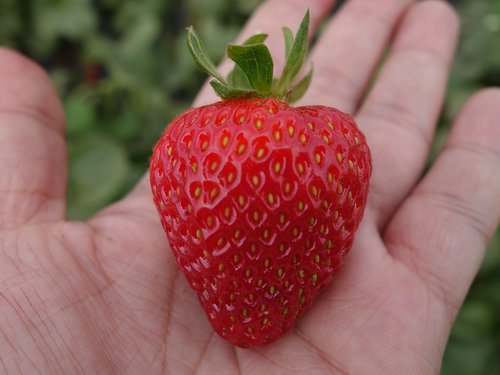 strawberry  strawberries  fruits