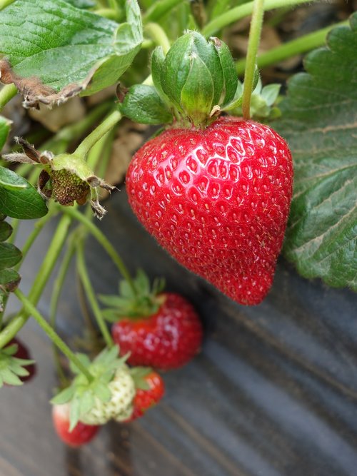 strawberry  strawberries  fruits