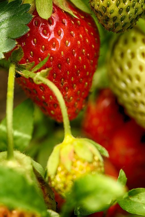 strawberry  nature  strawberries