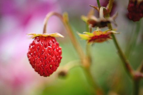 strawberry  fruit  berry