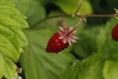 strawberry  sweet  fruit