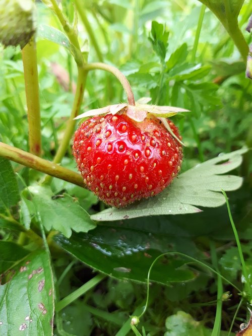 strawberry  berry  summer