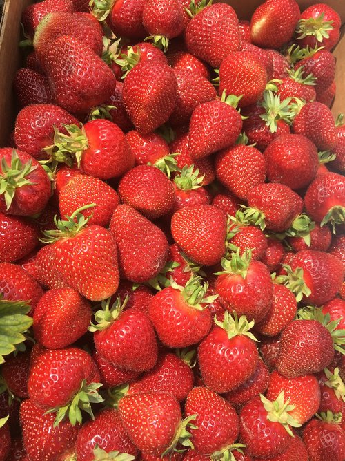 strawberry  fruit  harvest