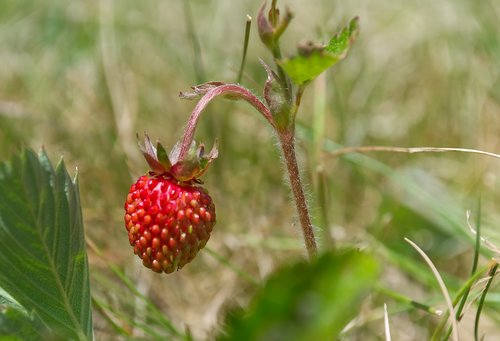 strawberry  wild berry  fruit