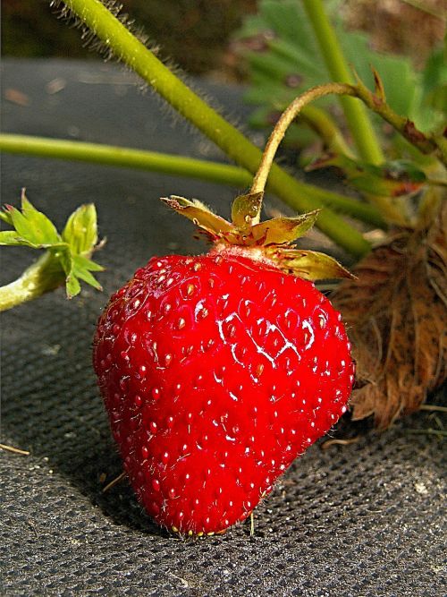 strawberry garden red