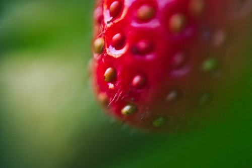 strawberry  plant  macro