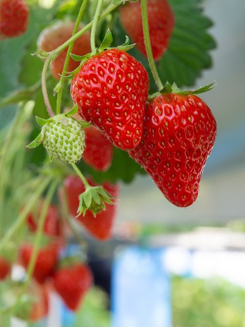 strawberry  red  strawberry picking