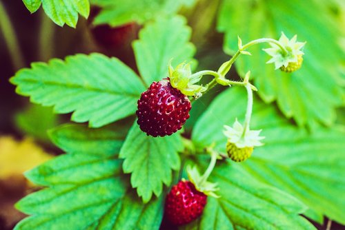 strawberry  wild strawberry  berry